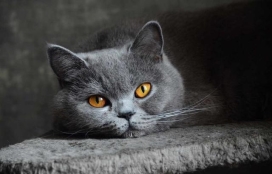 Скільки живуть британські коти в домашніх умовах. Статті компанії  «Усовський Хвостовський»